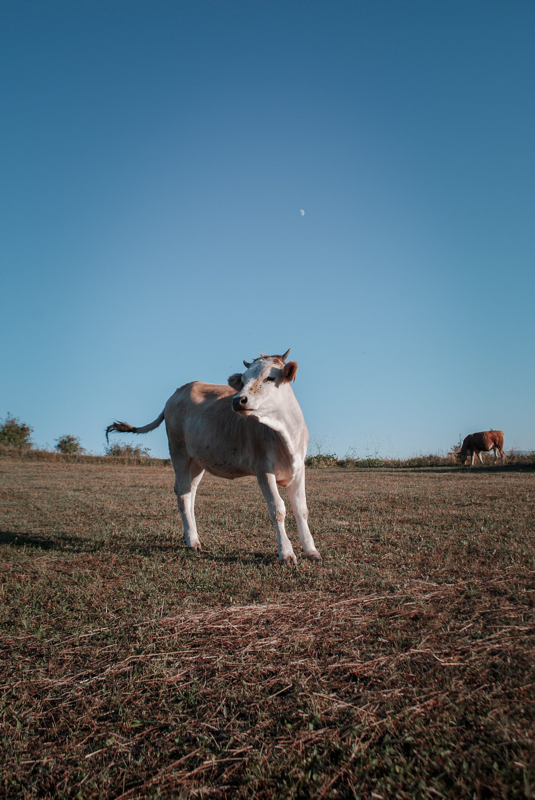 Brown and white cow in a field