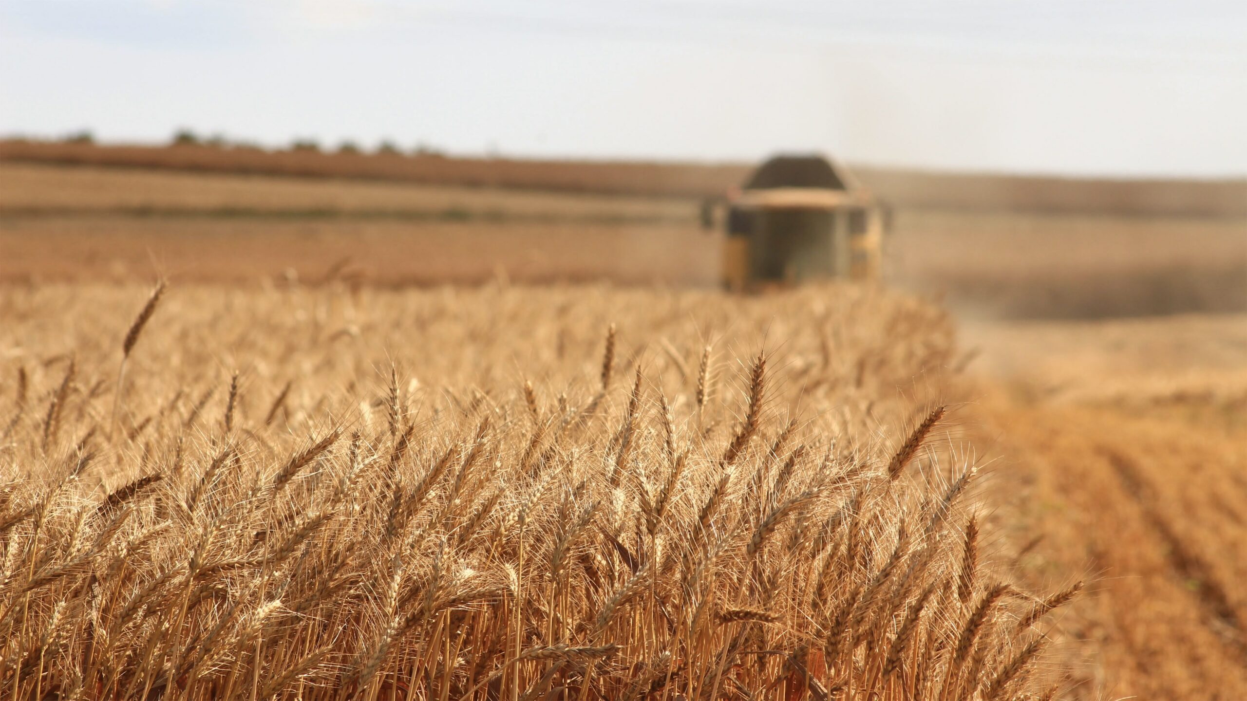 Close up shot of crop field with machinery in the background